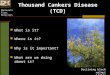 Minnesota First Detectors Thousand Cankers Disease (TCD) What is it? Where is it? Why is it important? What are we doing about it? Declining black walnut