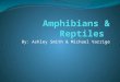 By: Ashley Smith & Michael Varrige. Introductory Information Amphibians Kingdom: Animalia Phylum: Chordata Domain: Eukaryote Sexually Reproductive No