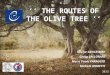 Naciye GENCESMEK Gıulıa VALLORANI Marıa Paola PARAGGIO Mıchela MORETTI 2013 ‘‘ THE ROUTES OF THE OLIVE TREE ’’
