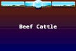 Beef Cattle. Africander Pictures from  Native to South Africa Usually red with long horns Used for meat and