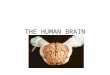 THE HUMAN BRAIN. 3.5 pounds of gelatinous material at the root of everything we do/are