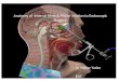 1 Anatomy of Internal Nose & PNS in relation to Endoscopic Surgery Dr Vishav Yadav ENT