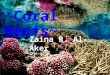 ~Coral Reefs~ Zaina B. Al-Aker. Where Coral Reefs Are Located