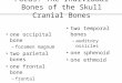 One occipital bone –foramen magnum two parietal bones one frontal bone –frontal sinuses Focus: The Individual Bones of the Skull Cranial Bones two temporal