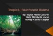 The tropical rain forest is a forest of tall trees in a region of year-round warmth.  An average of 50 to 260 inches of rain falls yearly.  Rain