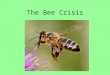 The Bee Crisis. Honeybees are fascinating and useful insects