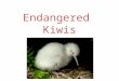 Endangered Kiwis. Why are Kiwis endangered? They are endangered because they are being predated by cats and rats. It’s habitat and distruction of large