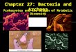 Prokaryotes and the Origin of Metabolic Diversity Chapter 27: Bacteria and Archaea