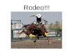 Rodeo!!!. CowboyCowgirl Calf – a baby cow (100-350 pounds) Gallop – a horse running at top speed