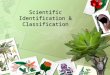 Scientific Identification & Classification. Plant Parts Leaves Stems Roots Flowers
