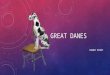 POWER POINT GREAT DANES. WHERE DID THE GREAT DANE ORIGINATE FROM? The name Great Dane cam from Denmark, therefore, they are believed to be a Danish dog
