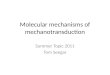 Molecular mechanisms of mechanotransduction Summer Topic 2011 Tom Seegar