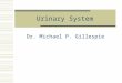 Urinary System Dr. Michael P. Gillespie. Major Components  2 kidneys.  2 ureters.  1 urinary bladder.  1 urethra