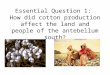 Essential Question 1: How did cotton production affect the land and people of the antebellum south?