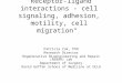 "Receptor-ligand interactions - cell signaling, adhesion, motility, cell migration" Patricia Zuk, PhD Research Director Regenerative Bioengineering and