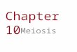 Chapter 10 Meiosis. You Must Know The importance of homologues chromosomes to meiosis. How the chromosome number is reduced from diploid to haploid in