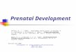 Prenatal Development Haffner, W. J. J.(2007). Development before birth. In Batshaw, M. L., Pelligrino, L. & Roizen N. J. (Eds.). Children with disabilities