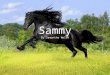 Sammy By Samantha Welsh. There was once a sweet horse named Sammy. She had a family that loved her so much. They were part of a Renaissance Fair,