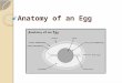 Anatomy of an Egg. Shell Bumpy and grainy in texture. An eggshell is covered with as many as 17,000 tiny pores. It is a semi-permeable membrane, which