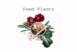 Food Plants. New Food From Old Aztec threshing Amaranth – Florentine Codex – 16 th Century
