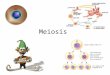 Meiosis Vocab Heredity – the passing of traits/genes from one generation to the next Genetics – the study of heredity Genes – segments of DNA that code