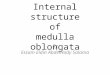 Internal structure of medulla oblongata By Essam Eldin AbdelHady Salama