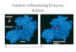 Factors Influencing Enzyme Action Substrate Active site Enzyme Enzyme-substrate complex Substrate Active site Enzyme Enzyme-substrate complex