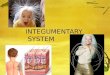 INTEGUMENTARY SYSTEM OBJECTIVES 1.Describe the general functions of the integumentary system 2.Describe the main structural features of the epidermis