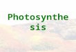 Photosynthesis. Review the following terms: –Autotrophs and heterotrophs –The structure of chloroplasts and cell membrane –Electron transport chain –The