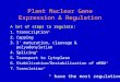 Plant Nuclear Gene Expression & Regulation A lot of steps to regulate: 1.Transcription* 2.Capping 3.3' maturation, cleavage & polyadenylation 4.Splicing*