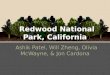 Redwood National Park, California Ashik Patel, Will Zheng, Olivia McWayne, & Jon Cardona