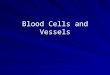 Blood Cells and Vessels. Neutrophil (nucleus has several lobes)