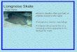 ) Longnose Skate Raja rhina  fish/images/species/longnoseskate_ live.jpg Bottom dweller often partially or entirely buried