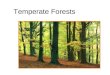 Temperate Forests. Temperate forests are found primarily in North America and Eurasia