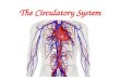 The Circulatory System. The Anatomy of the Circulatory System The circulatory system includes: -Heart -Blood vessels (arteries, veins, capillaries) -Blood