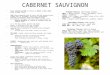 CABERNET SAUVIGNON First identified 1736 in France as Vidure = Dure (hard wood) & Vigne (vine) 1996 Carole Meredith with UC Davis did DNA research which