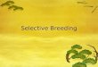 Selective Breeding Noadswood Science, 2012. Selective Breeding  To understand the importance of selective breeding Monday, August 17, 2015