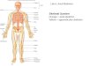 Skeletal System Lab 6, Axial Skeleton Orange = axial skeleton Yellow = appendicular skeleton