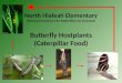 North Hialeah Elementary (Plants provided by FIU, Butterflies not included) Butterfly Hostplants (Caterpillar Food)