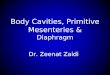Body Cavities, Primitive Mesenteries & Diaphragm Dr. Zeenat Zaidi
