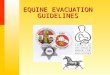 EQUINE EVACUATION GUIDELINES. 2003 Cedar, Paradise, Otay Firestorm Lessons Learned 10,000 acres per hour, 2.7 acres per second, 20 miles per hour (3 football