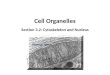 Cell Organelles Section 3.2: Cytoskeleton and Nucleus A Mitochondrion
