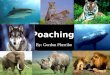By: Gordon Pherribo. PPoaching is the illegal hunting, killing or capturing of animals.  Poaching can refer to the failure to comply with regulations
