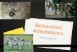 Behavioral Adaptations What are they????. What are behavioral adaptation??? 0 Behavioral adaptations are still “adaptations”, they just differ from physical