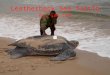Leatherback Sea Turtle By: Sam Lee Body Description Largest of all living sea turtles. Can reach up to 6 feet. Can weigh up close to a ton (largest ever