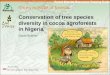 Trees outside of forests Conservation of tree species diversity in cocoa agroforests in Nigeria David Boshier