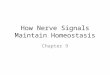 How Nerve Signals Maintain Homeostasis Chapter 9