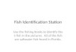 Fish Identification Station Use the fishing books to identify the 5 fish in the pictures. All of the fish are saltwater fish found in Florida