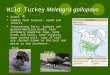 Wild Turkey Meleagris gallopavo Sound: Common food sources: seeds and insects Interesting facts: turkeys are ground- dwelling birds, have extremely powerful