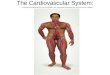 The Cardiovascular System:. Heart Location The heart is located in the center of the chest in an area called the mediastinum
